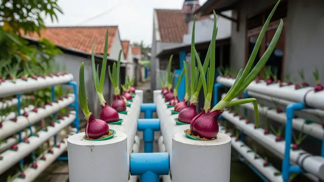 5 Cara Menanam Bawang Merah Metode Hidroponik untuk Pemula di Lahan Sempit