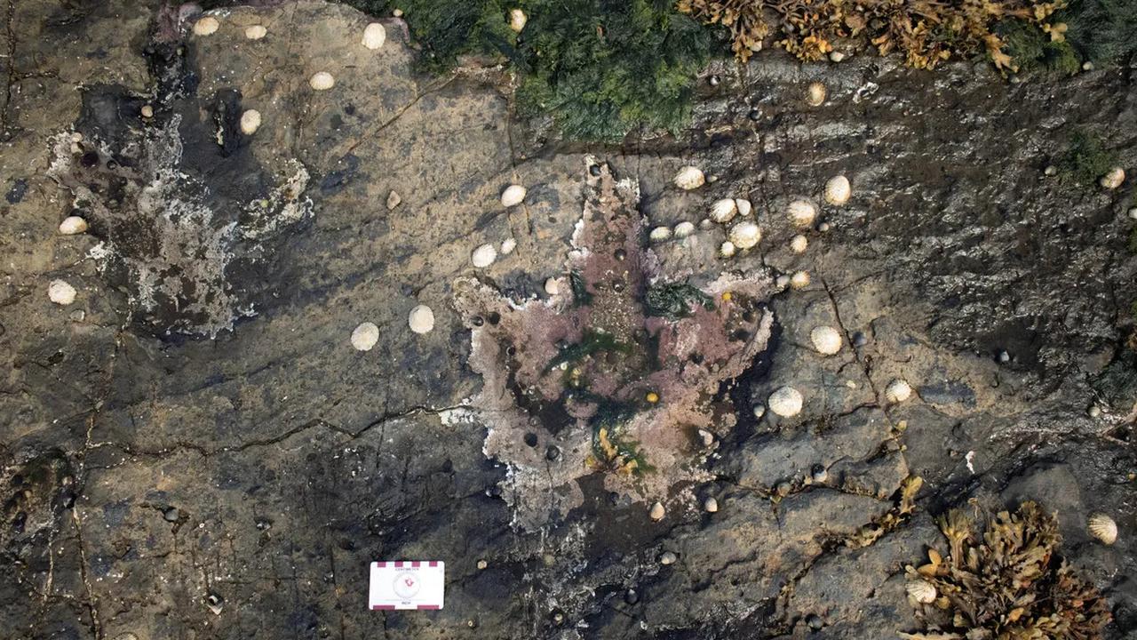 jejak kaki dinosaurus