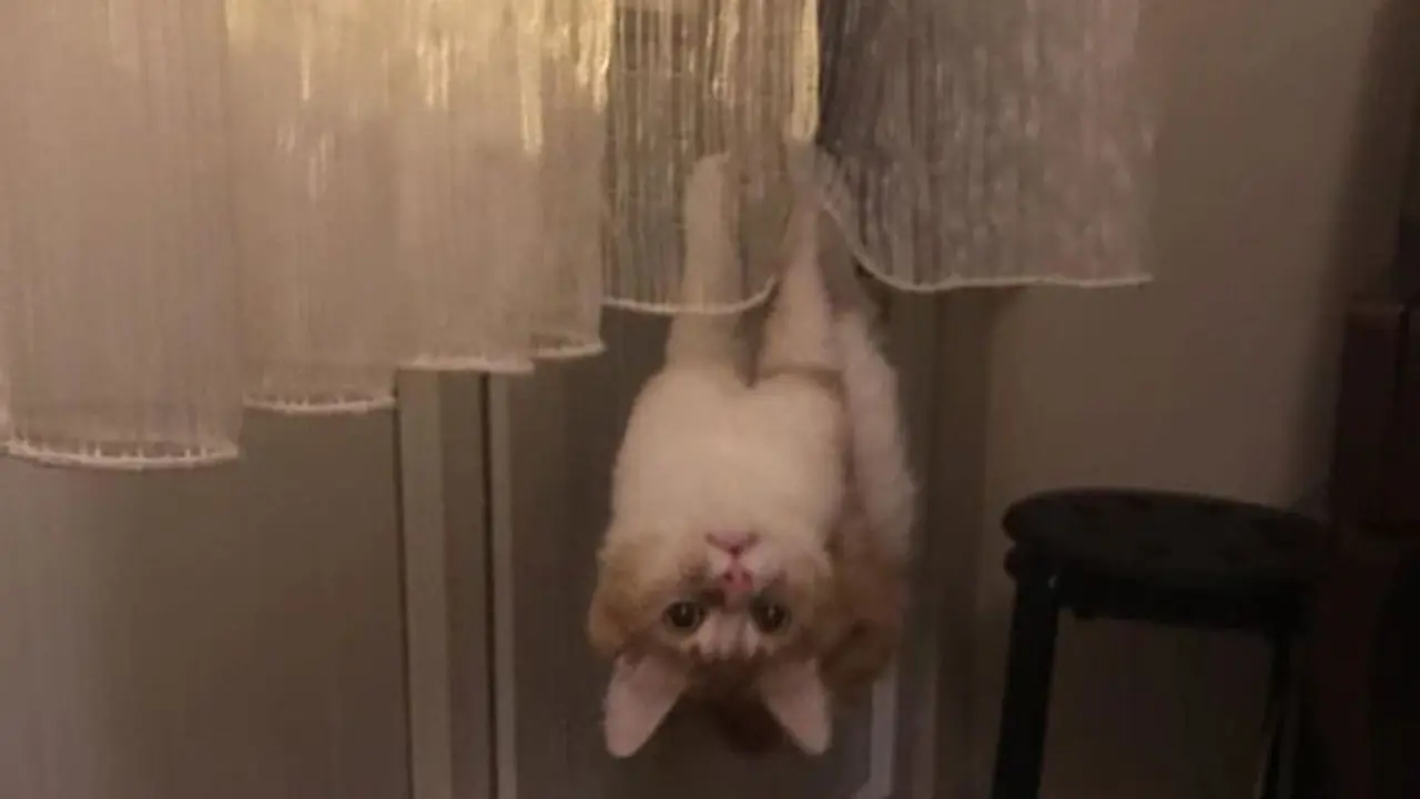 8 Potret Kelakuan Ajaib Kucing, Bikin Geleng-Geleng Kepala