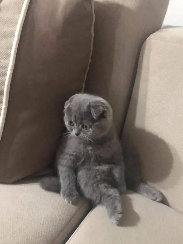 8 Potret Kucing Kalau Ikut Jalani Ramadhan, Ekspresinya Kocak Waktu Sahur
