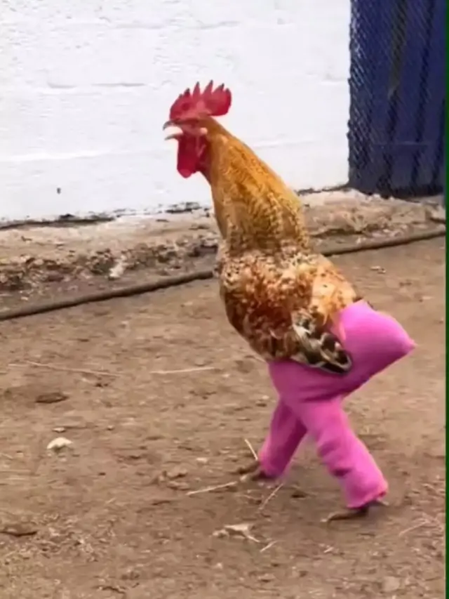 7 Potret Kocak Orang Pelihara Ayam, Ada yang Pakai Popok