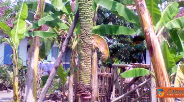 CItizen6, Majalengka: Pohon pisang ini terbilang unik karena buah pisangnya tumbuh hingga sepanjang dua meter. Pohon pisang unik ini terdapat di Desa Leuwimunding, Kabupaten Majalengka, Jawa Barat. (Pengirim: Ade Adhariyatno)