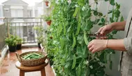 Cara Menanam Kacang Kapri di Balkon dengan Rambatan Vertikal yang Melimpah