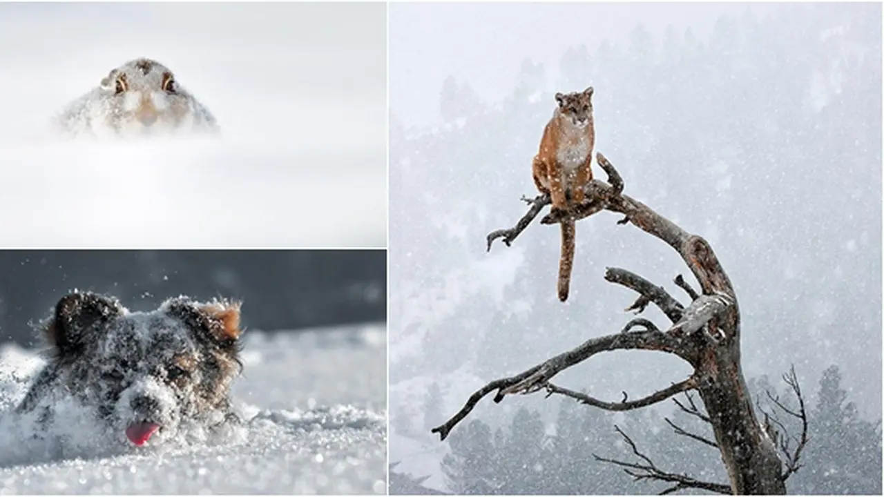 Foto Copyright Boredpanda.com