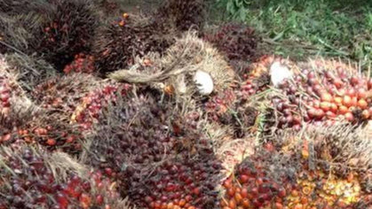 Kemenkop UKM Gandeng RSPO Kembangkan Koperasi Petani Sawit di Indonesia