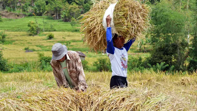 Petani memikul pagi yang baru disabit menuju lampok , Kamis 1/5/2025 (Foto: Syahrul Rahmat)