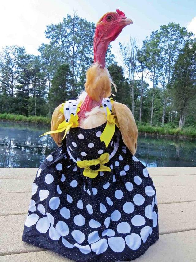 Potret Ayam Saat Pakai Baju ini Bikin Senyum-Senyum