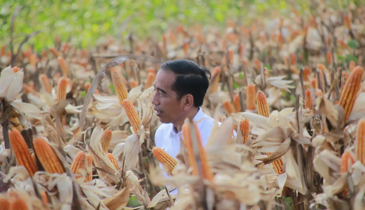 Presiden Joko Widodo (Jokowi) memanen dalam acara panen raya jagung di Desa Botuwombato, Kabupaten Gorontalo Utara, Jumat (1/3). Selain memanen, Jokowi juga memberikan bantuan kepada petani. (Liputan6.com/Arfandi Ibrahim)