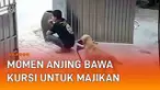 CCTV merekam momen loyalitas anjing pada majikannya. Awalnya seorang pria tampak jongkok sembari ngemil di depan gerbang. Sang anjing coklat datang dengan membawakan kursi kecil.