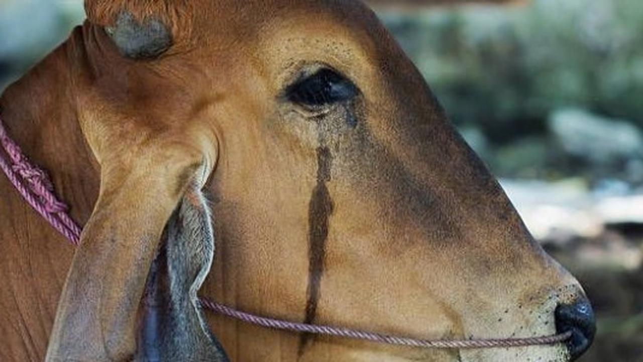 Penjelasan Ilmiah Kenapa Sapi Kurban Sering Terlihat Seperti Menangis saat Akan Disembelih
