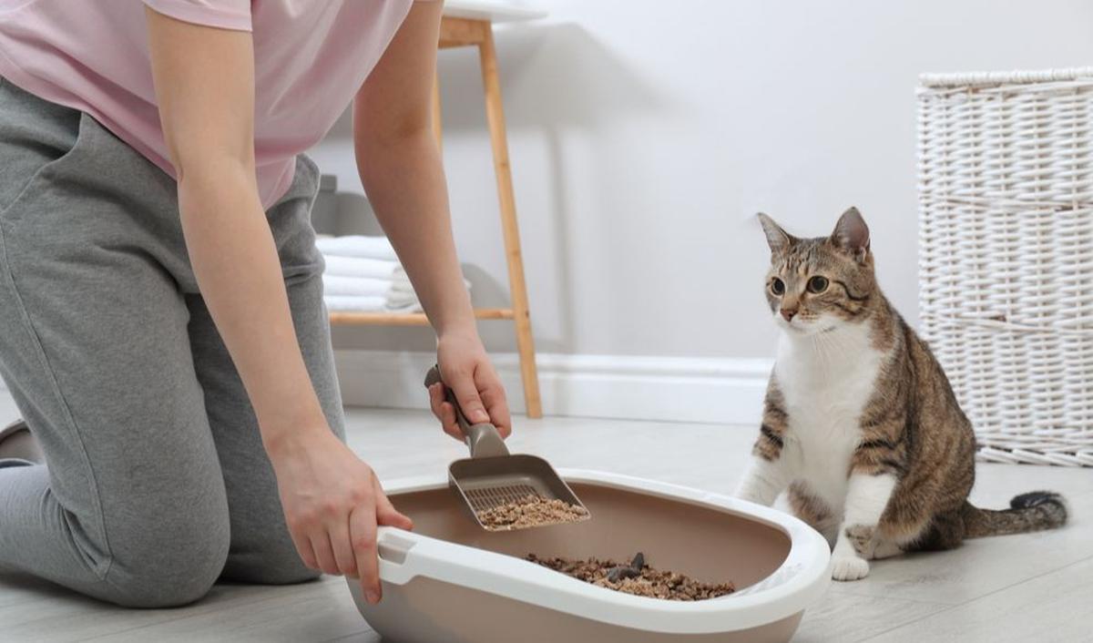Litter Box
