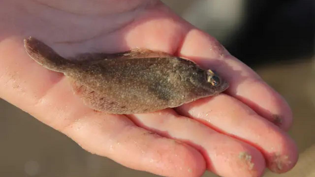 Penderita Darah Tinggi Wajib Tahu, 5 Ikan Ini Tidak Aman Dikonsumsi