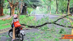 Citizen6, Depok: Sebuah pohon di kampus UI, Depok tumbang tanpa sebab pada, Rabu (20/10). Hal ini mengakibatkan pengendara yang melintas terpaksa berbalik arah. (Pengirim: Cesar Yudha)