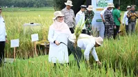 Banyuwangi Punya Ekosistem Beras Biofortifikasi Skala Industri Pertama di Indonesia