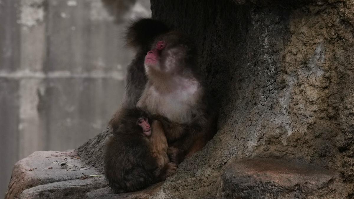 Kabar Terkini Punch Si Bayi Monyet Viral, Dapat Teman dan Mulai Abaikan Boneka Orang Utan