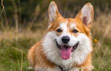 Cara Membersihkan Air Liur Anjing dalam Islam, Lengkap dengan Dalil