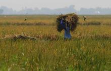 FOTO: Geliat Petani di Tengah Kenaikan Harga Gabah Kering Panen Rp6.000 per Kilogram