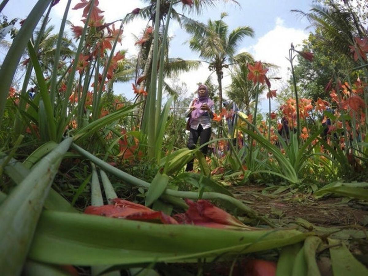 Ini kebun bunga Amarilis di Yogyakarta yang membuat heboh netizen