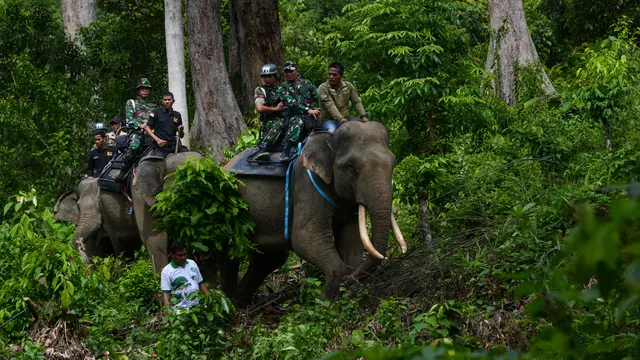 Gajah Jinak Ikut Operasi Gaktib Hutan dan Satwa