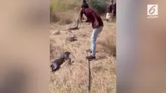 Sebuah video merekam ular piton memuntahkan anjing yang ia makan.