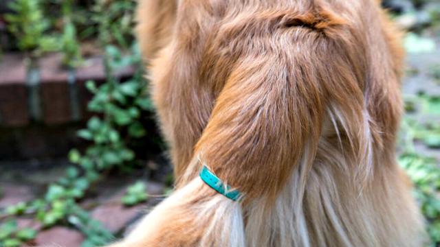 Alat Penerjemah Arti Kibasan Ekor Anjing Ditemukan Global Liputan6 Com