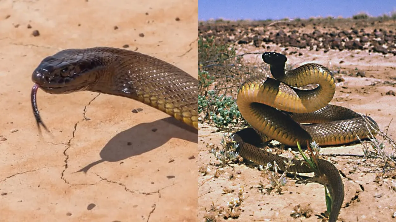 Ular Inland Taipan yang berbisa.