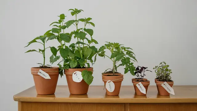 Pentingnya Cahaya Matahari untuk Pertumbuhan Tanaman