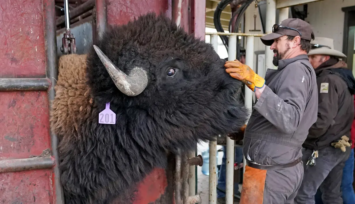 Seekor bison menerima vaksinasi dan pemeriksaan kesehatan saat pengumpulan tahunan bison di Pulau Antelope, Utah, Amerika Serikat, 1 November 2022. (AP Photo/Rick Bowmer)