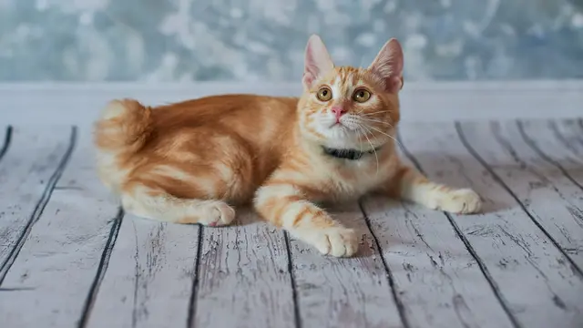Kucing American Bobtail