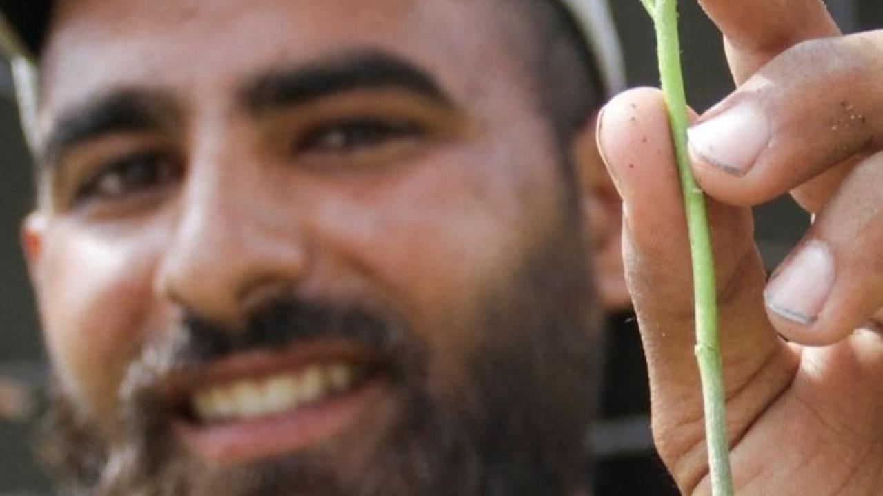 Setiap batang bibit tanaman bayam ia tempatkan dengan hati-hati di dalam wadah berukuran sekitar 2cm x 2cm, memastikan bahwa setiap tanaman memiliki kesempatan untuk tumbuh subur. Foto: REUTERS / Mahmoud Issa<br>