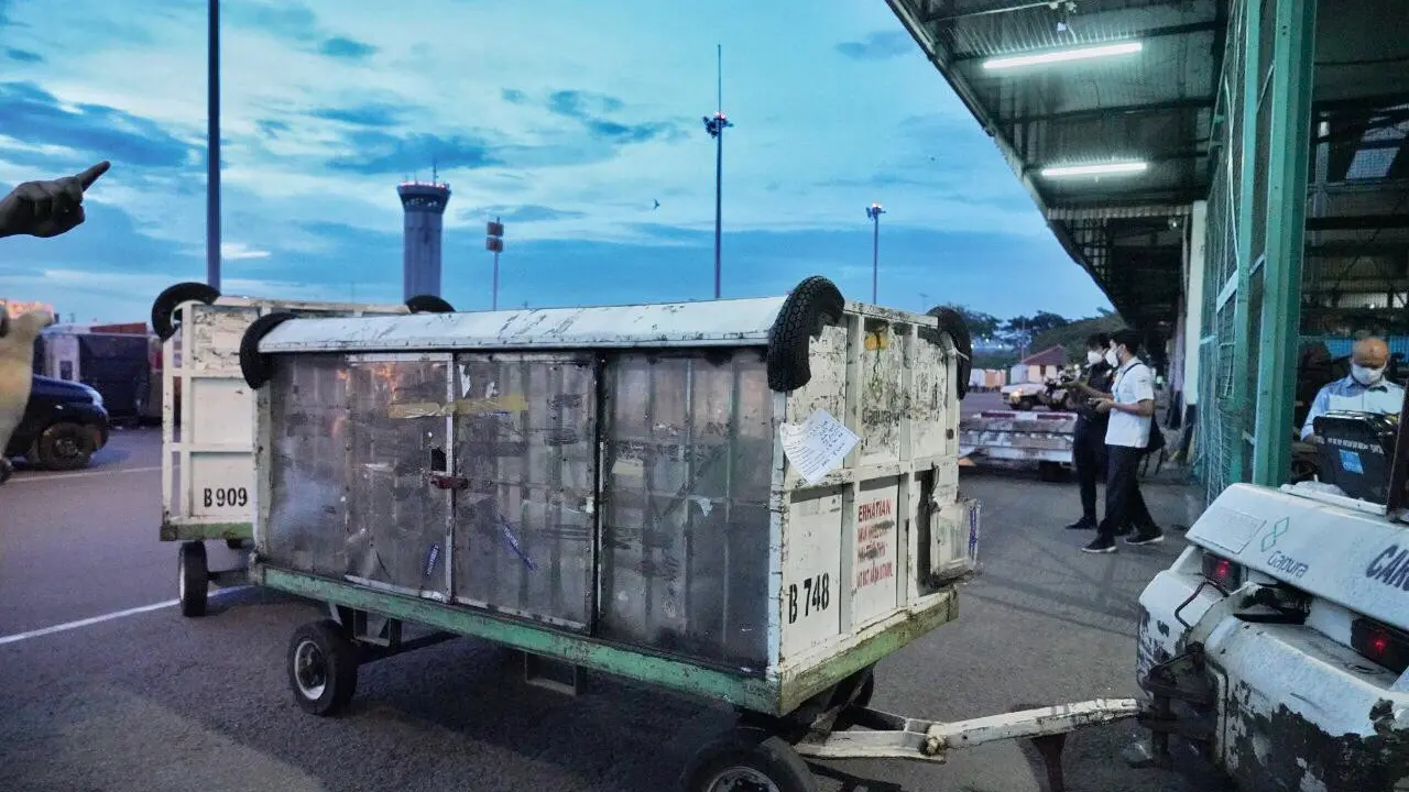 Proses pemulangan dua orangutan ke Sumatera yang diselundupkan ke Thailand sejak tiga tahun lalu.