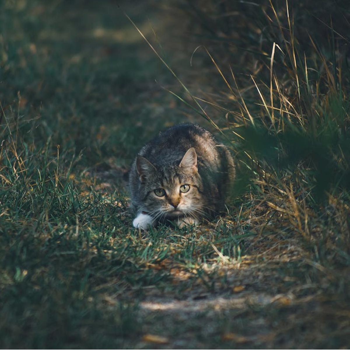 Kucing Berburu