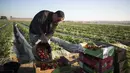 Seorang petani Palestina mengumpulkan buah stroberi yang selesai dipanen di sebuah lapangan di Beit Lahia, Jalur Gaza, 4 Desember 2016. Menanam stroberi menjadi andalan warga Palestina untuk bertahan di tengah bombardir Israel. (MAHMUD HAMS/AFP)