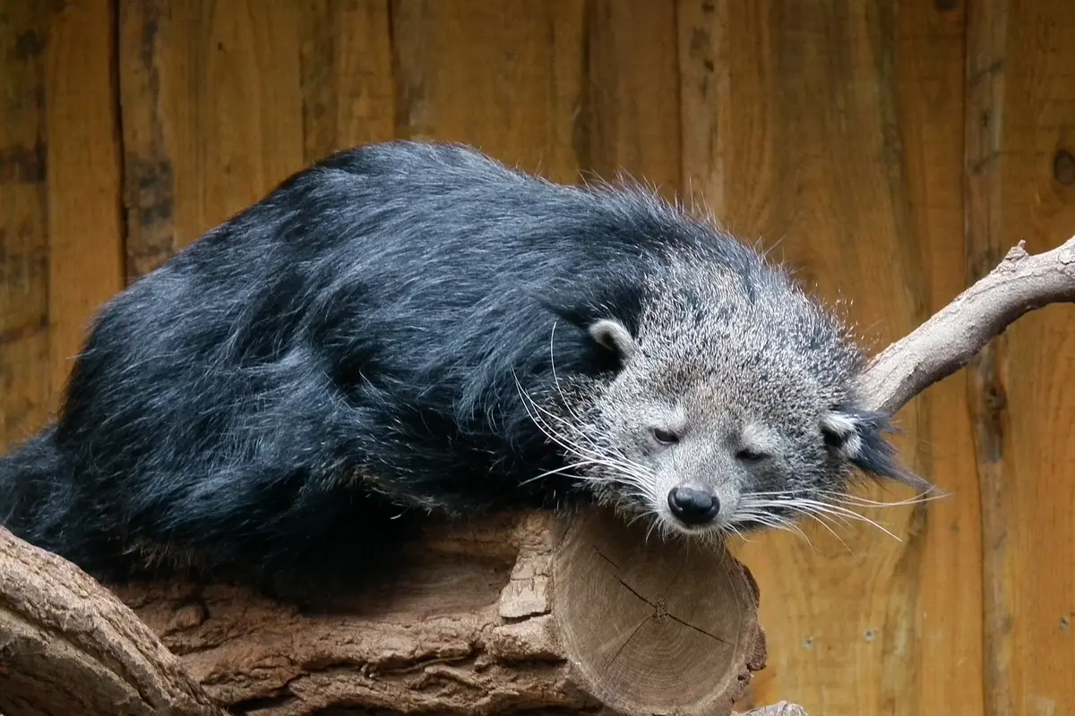 Fakta Unik Binturong