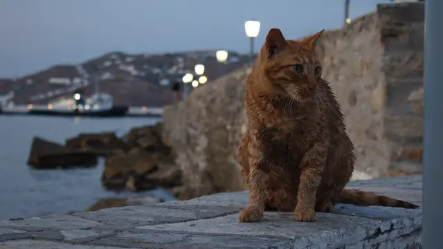 Ilustrasi kucing mandi kucing basah