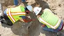 Peneliti menggali fosil dinosaurus triceratops yang ditemukan oleh pekerja konstruksi di Kota Thornton, Colorado, (28/08). Menurut Denver Museum of Nature and Science tiga tengkorak triceratops berusia 66 juta tahun. (Lisa Watson / via AP)