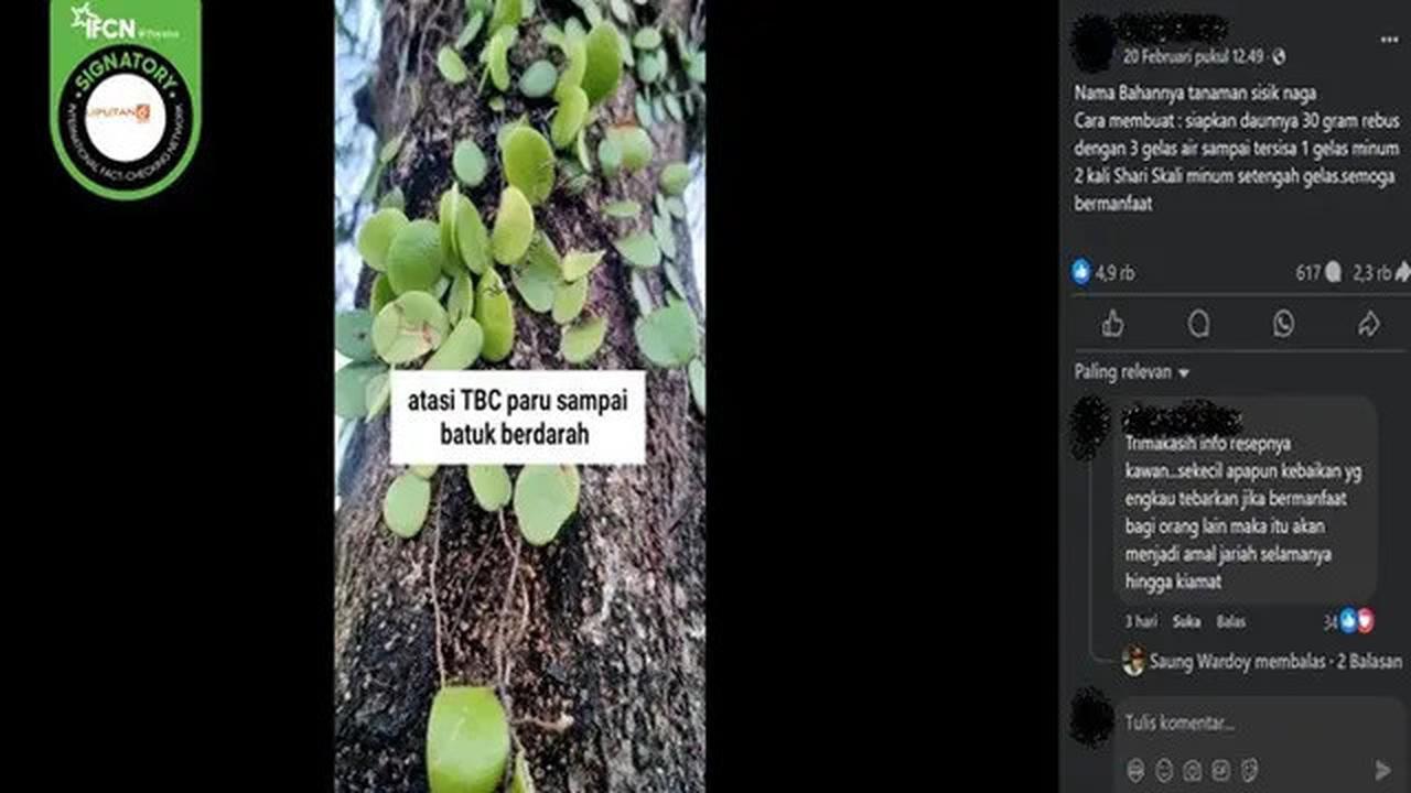 Cek Fakta: Benarkah Minum Air Rebusan Daun Sisik Naga Bisa Sembuhkan TBC dan Batuk Berdarah?