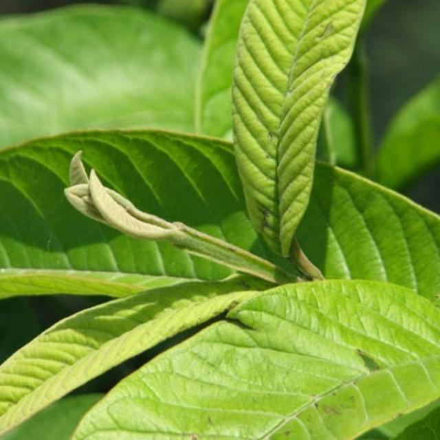 7 Manfaat Daun Jambu Biji Obat Alami Diare Dan Diabetes Ragam Bola 