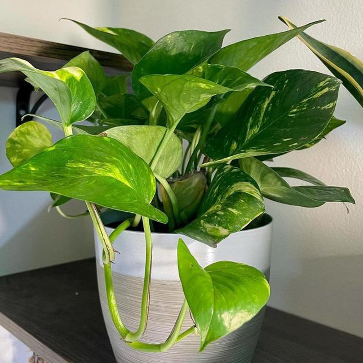 Tanaman Golden Pothos