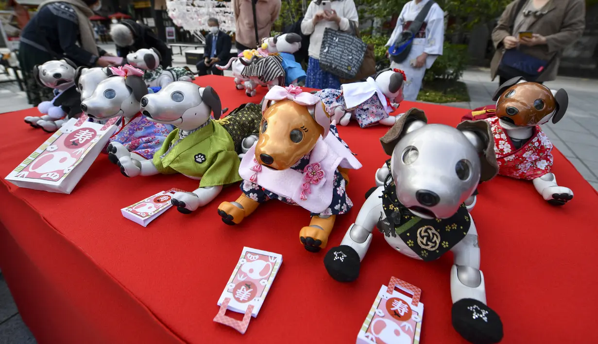 Robot peliharaan Sony Aibo dengan kostum ditampilkan dalam acara perayaan ulang tahun ketiga Aibo dan berharap kesehatan yang baik pada masa depan di Kuil Kanda, Tokyo, Jepang, Jumat (12/11/2021). (Kazuhiro NOGI/AFP)