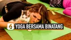 Berbagai penelitian terbaru menunjukkan sekitar 36 juta warga AS rutin melakukan yoga, termasuk untuk mengurangi stres. Belakangan kegiatan ini dilakukan sambil berinteraksi dengan binatang yang juga bisa kurangi stres, diantaranya kegiatan "cat yoga...