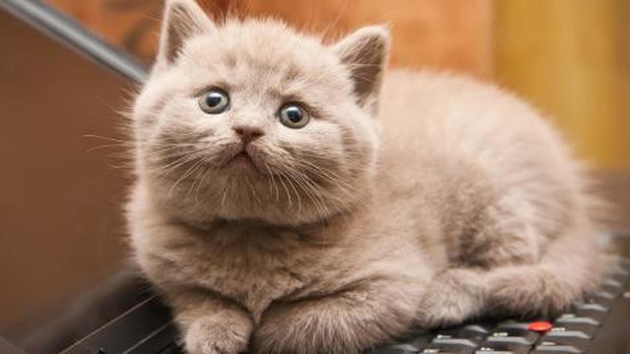 3 Cara membuat kucing senang