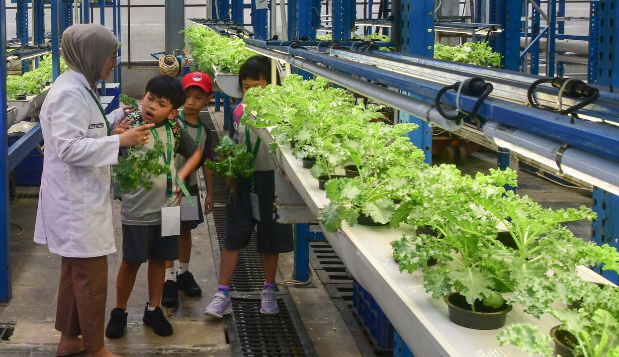 Sebagai informasi, kebun vertikal ini menanam berbagai jenis sayuran, seperti selada dan basil, dengan hasil mencapai 2 ton. Tampak dalam foto, pelajar dari salah satu sekolah dasar menyimak penjelasan terkait pola dan sistem pertanian hidroponik di Ladang Farm, Lebak Bulus, Jakarta, Kamis (30/4/2026). (merdeka.com/Arie Basuki)
