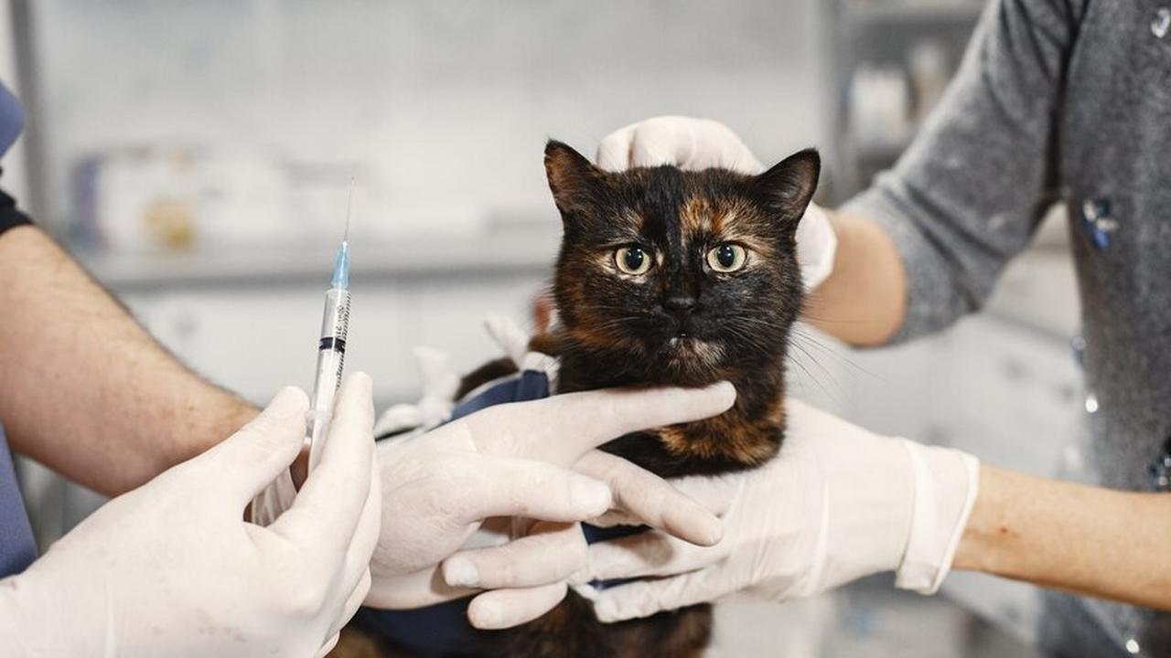 3.&nbsp;Pemeriksaan Darah untuk Kucing Berusia 5 Tahun ke Atas