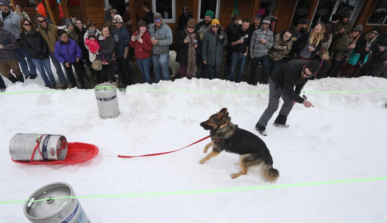 Sejumlah penonton menyaksikan anjing yang menarik tong bir dalam perlombaan Monster Dog Pull di Red Lodge Ales, Montana (25/2). Anjing ini harus menarik tong dari garis mulai hingga garis finis di tengah arena salju. (Jim Urquhart / Getty Images / AFP)