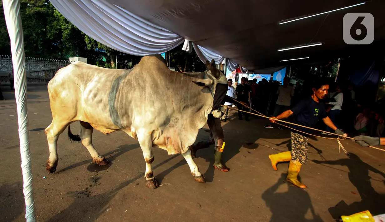 Sementara, daging sapi kurban milik Presiden Prabowo Subianto akan diolah menjadi makan bergizi gratis (MBG) dan dibagikan kepada 2.000 anak yatim yang diundang ke Masjid Istiqlal pada Minggu 8 Juni 2025. (Liputan6.com/Angga Yuniar)