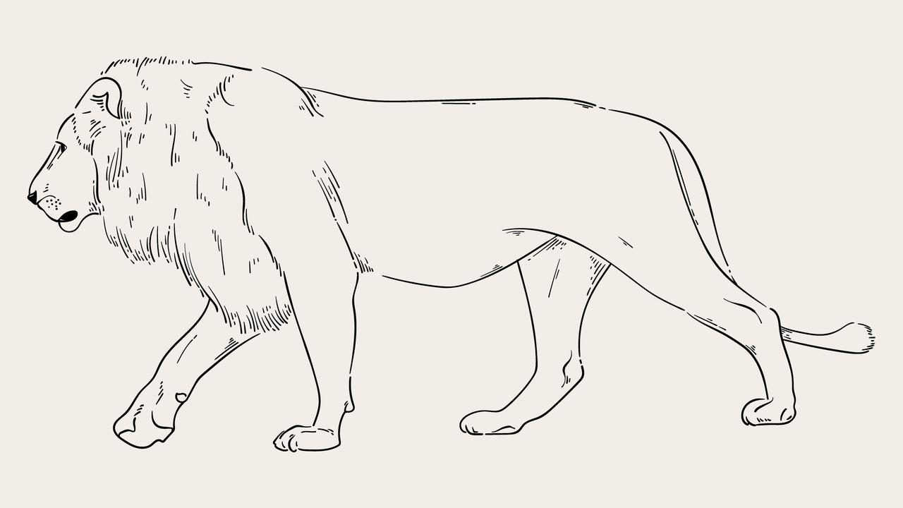 Lion Drawing