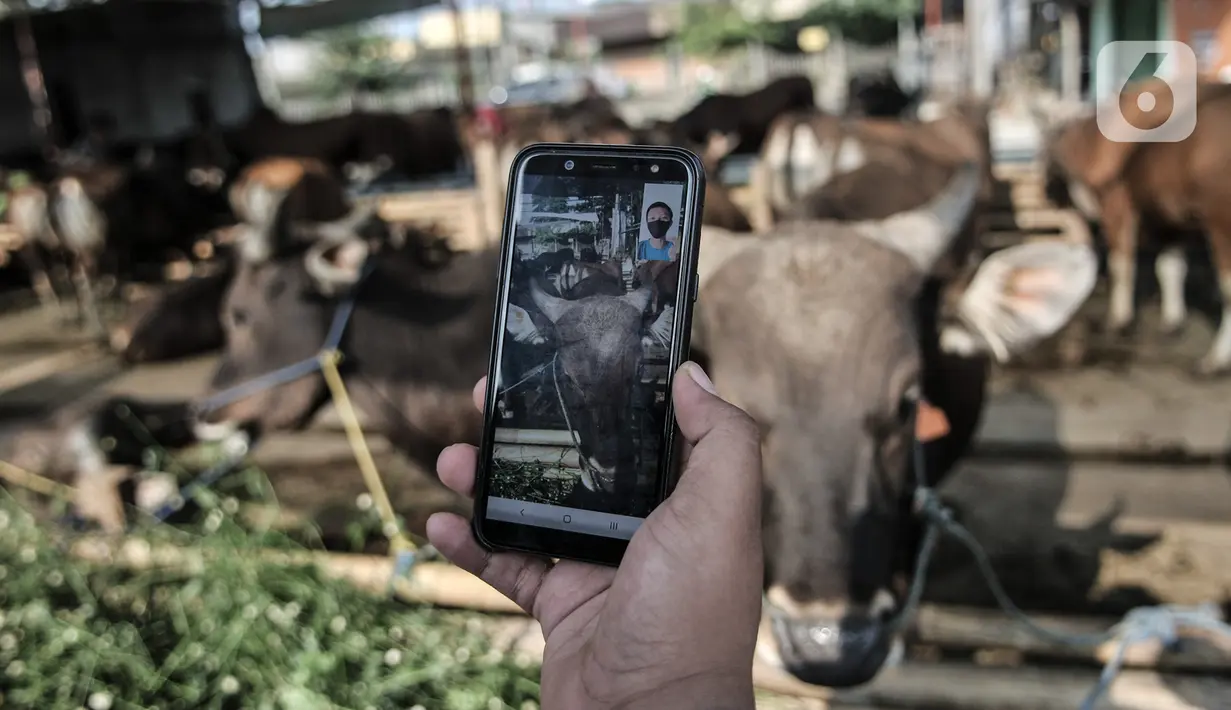 Azmi berbincang dengan calon konsumen melalui panggilan video di Peternakan Yuk Qurban, Depok, Rabu (22/7/2020). Pemilik peternakan Yuk Qurban itu menggunakan website dan aplikasi media sosial dalam memasarkan hewan kurban untuk memudahkan konsumen di tengah pandemi. (merdeka.com/Iqbal Nugroho)