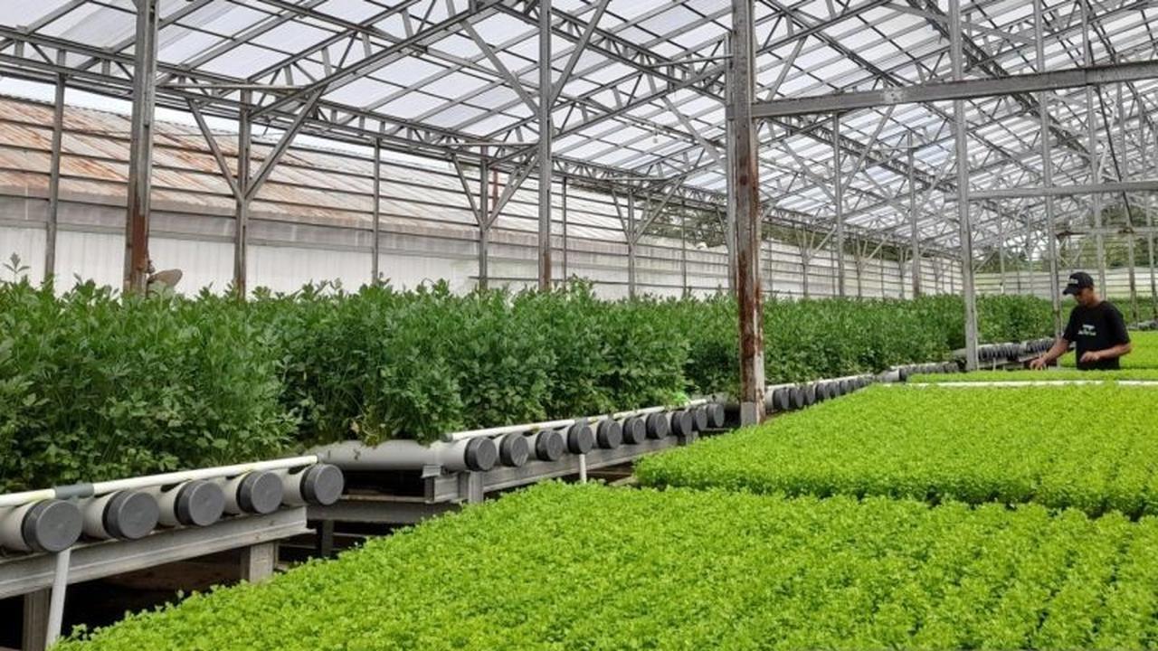 Banten Gencarkan Pertanian Modern, Gaet Minat Pemuda untuk Regenerasi Petani