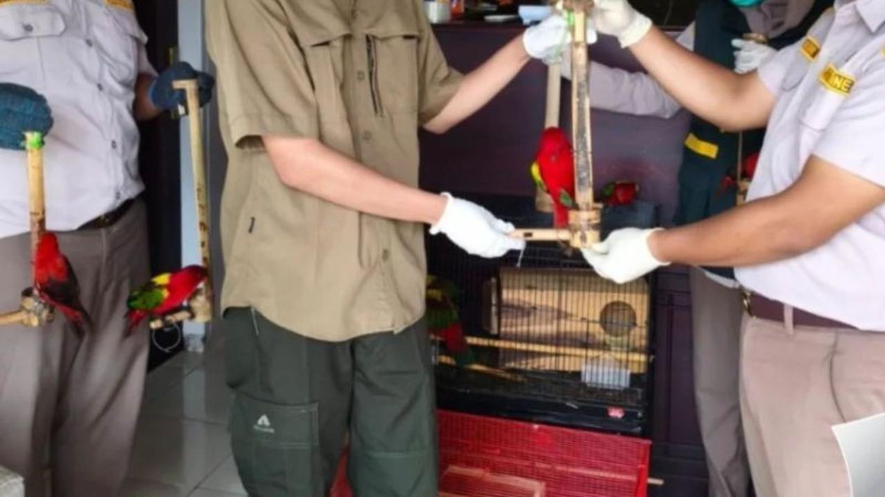 BKSDA Maluku Amankan 11 Burung Paruh Bengkok Dilindungi dari Kapal Rute Obi-Kendari